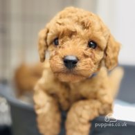 Toy Poodle - Dogs