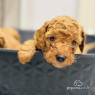 Toy Poodle - Dogs