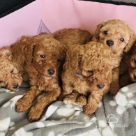 Toy Poodle - Dogs