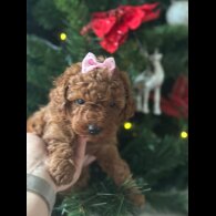 Toy Poodle - Both