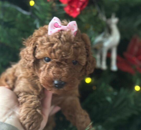 Toy Poodle