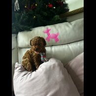 Toy Poodle - Both