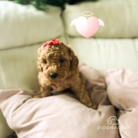 Toy Poodle - Both