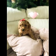 Toy Poodle - Both