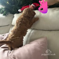 Toy Poodle - Both