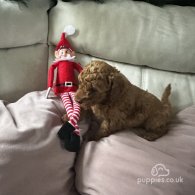 Toy Poodle - Both