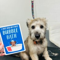 Wheaten Terrier - Both