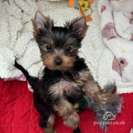 Yorkshire Terrier - Both