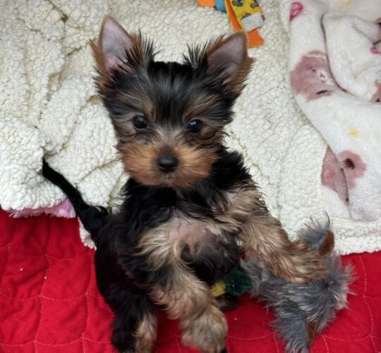 Yorkshire Terrier