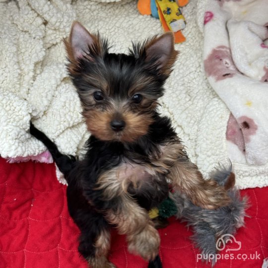 Yorkshire Terrier - Both