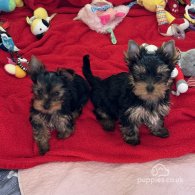 Yorkshire Terrier - Both