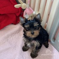 Yorkshire Terrier - Both