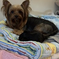 Yorkshire Terrier - Both