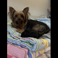 Yorkshire Terrier - Both