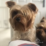 Yorkshire Terrier - Bitches