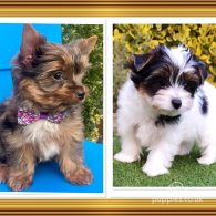 Yorkshire Terrier - Both