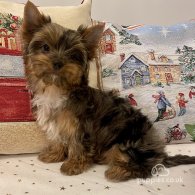 Yorkshire Terrier - Both