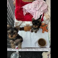 Yorkshire Terrier - Both