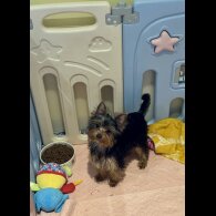 Yorkshire Terrier - Both