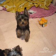 Yorkshire Terrier - Both