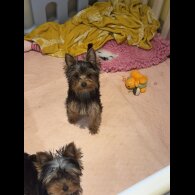 Yorkshire Terrier - Both