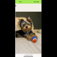 Yorkshire Terrier - Dogs