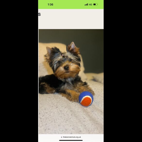 Yorkshire Terrier - Dogs