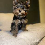 Yorkshire Terrier - Dogs