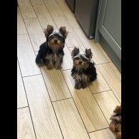 Yorkshire Terrier - Dogs