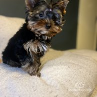 Yorkshire Terrier - Dogs