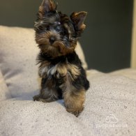 Yorkshire Terrier - Dogs