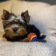 Yorkshire Terrier - Dogs