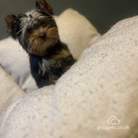 Yorkshire Terrier - Dogs