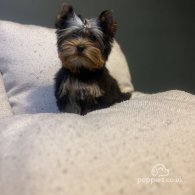 Yorkshire Terrier - Dogs