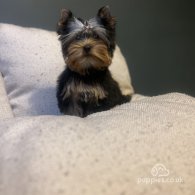 Yorkshire Terrier - Dogs