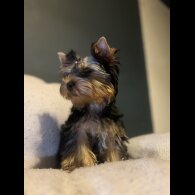 Yorkshire Terrier - Dogs