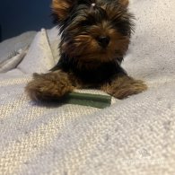 Yorkshire Terrier - Dogs