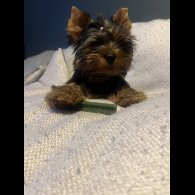 Yorkshire Terrier - Dogs