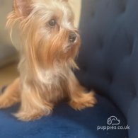 Yorkshire Terrier - Dogs