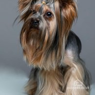 Yorkshire Terrier - Dogs