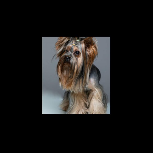 Yorkshire Terrier - Dogs