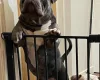 American Bulldog