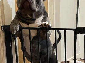 American Bulldog