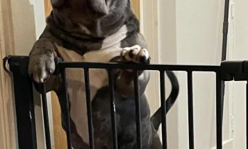 American Bulldog