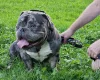 American Bulldog