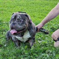 American Bulldog