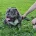 American Bulldog