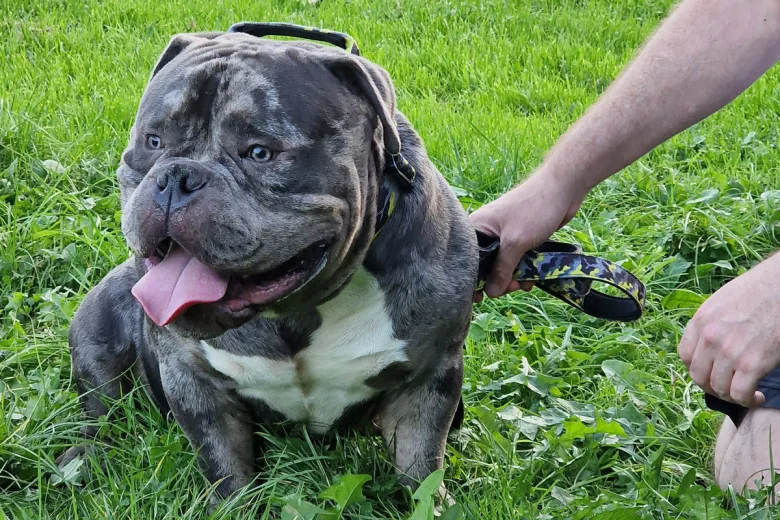 American Bulldog