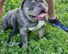 American Bulldog
