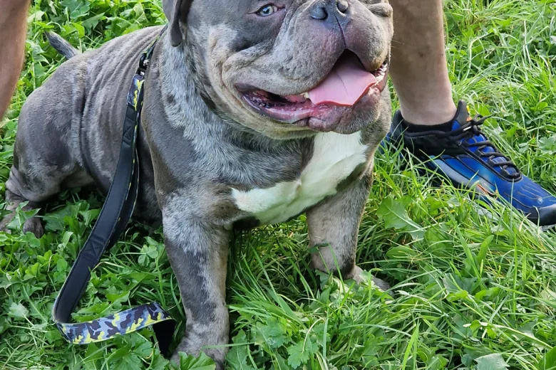 American Bulldog